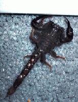 Picture for song 'Body Massage' by artist 'mustapha priest'