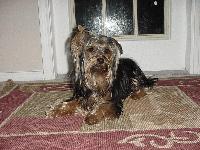 Picture for song 'Return Of Low Budget Flamenco' by artist 'mustapha priest'