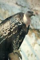 Picture for song '"Your The Vulture"' by artist 'My Arm Is An Ocean'