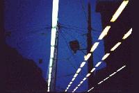 Picture for song 'Stealing Flowers' by artist 'My Dad Joe'