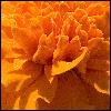 Picture for song 'Ambience in Orange' by artist 'Naaa'