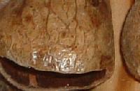 Picture for song 'The Worst Thing' by artist 'Nanaki'