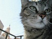 Picture for song 'FELINES -n- SCHEMES' by artist 'NARKISSOS'