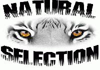 Picture for song 'Guerillas In 'Da Midst' by artist 'Natural Selection (Roc City)'