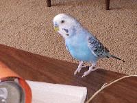 Picture for song 'Sad Night Owl' by artist 'NAZ'