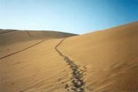 Picture for song 'Dune Bug' by artist 'Nebuchadnezzer'