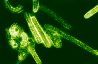 Picture for song 'Ebola' by artist 'nemo k'