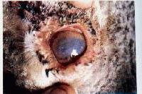 Picture for song 'Drained Plasma' by artist 'Neo-Kinetik'