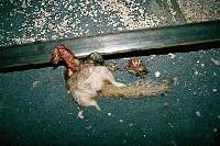 Picture for song 'Seizure Mid-Nightmare' by artist 'Neo-Kinetik'