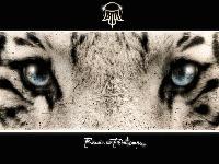 Picture for song 'Traumatisé' by artist 'Ness'