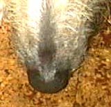 Picture for song 'Off Me F***in' 'ead Ehhh???' by artist 'Nige and Trev'