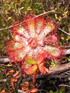 Picture for song 'Finding serenity on the search for the sundew' by artist 'nightowl'