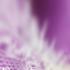 Picture for song 'Horthy - Parade (No Disc remix)' by artist 'No Disc'