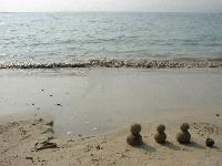 Picture for song 'sunflowers and you' by artist 'noname(japan)'