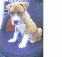 Picture for song 'Shagin' by artist 'Noone Dayly'