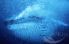 Picture for song 'Whalesong Ensemble' by artist 'Nowun in Partikular'