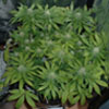 Picture for song 'Round n' Round (weed theme)' by artist 'NuSense4thD'