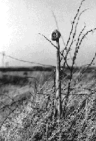 Picture for song 'Instead of Flowers' by artist 'Oddbods Finger'