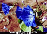 Picture for song 'Dance Hall Vibes with 364 beats Alap' by artist 'odys1i'