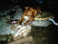 Picture for song 'Bang This Shit' by artist 'OldEnglishOverdose'