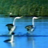 Picture for song 'Wetlands' by artist 'Onde-Spirale'