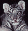Picture for song 'The Tiger on Kat - nip' by artist 'One Self'