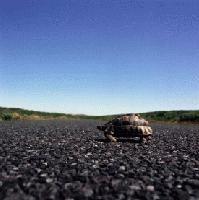 Picture for song 'Death in Slow Motion' by artist 'Only Twin'