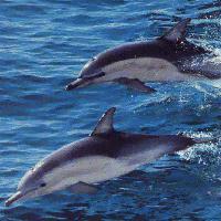 Picture for song 'Ocean of Joy' by artist 'Orbit Music World'