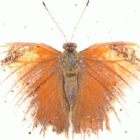 Picture for song 'To Murder a Butterfly' by artist 'Orbit Music World'