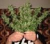 Picture for song 'I get high' by artist 'OrganizedVerbalAssault'