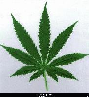 Picture for song 'These Drugs That i Do' by artist 'OVDose'