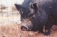 Picture for song 'Porky The Mongoloid Pig' by artist 'OXL'