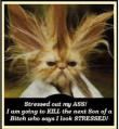 Picture for song 'Confuzed - Stress' by artist 'Panhandler Productions'