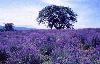 Picture for song 'Fields of Lavender' by artist 'Paperflower'