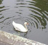 Picture for song 'Music for Stoners' by artist 'Paradox (UK)'