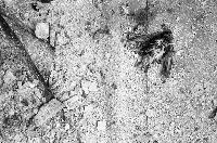 Picture for song 'Swing' by artist 'parker'