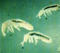 Picture for song 'Decay Snore' by artist 'Pathethic'