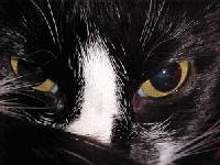 Picture for song 'Black Cat' by artist 'Pat Walsh'