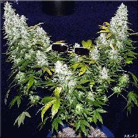 Picture for song 'first recordin' by artist 'PDub'