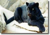 Picture for song 'Alone' by artist 'Peeps'