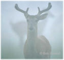 Picture for song 'Foggy Glen' by artist 'Peeps'