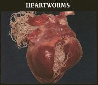 Picture for song 'Diseased' by artist 'Peggy Lee's Medicine Cabinet'