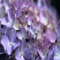 Picture for song 'Chopin Minute Waltz No 6 Op.64 No 1' by artist 'Peter Aberle'