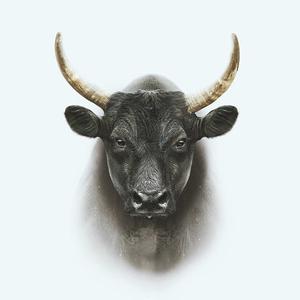 Picture for song 'El Toro' by artist 'Phillip Lovgren'