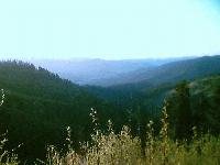 Picture for song 'phisherman - can the jungle be ambient' by artist 'phisherman'