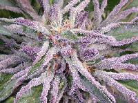 Picture for song 'phisherman - dub thumper' by artist 'phisherman'