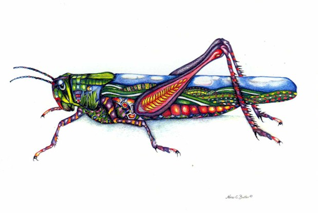 Picture for song 'phisherman - grasshopper identification' by artist 'phisherman'