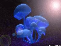 Picture for song 'phisherman - Just Let Goa' by artist 'phisherman'