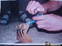 Picture for song 'phisherman - loaded phunk monkey' by artist 'phisherman'