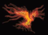 Picture for song 'Beneath The Crimson Skies' by artist 'Phoenix Fire Down'